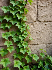 vine and vine growing
