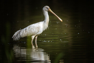 Yellow-Billed Spoonbill