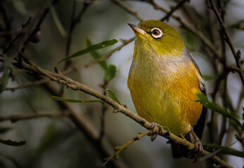 Silvereye