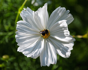 Bee collecting pollen from a white flower in a vibrant garden during sunny midday hours