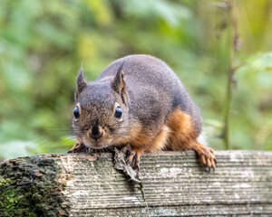 Squirrel rests on wooden fence with lush green background during daytime in a natural setting