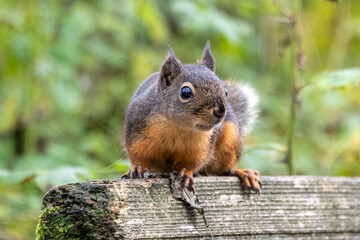 Squirrel exploring a wooden log in a lush green forest during daylight hours
