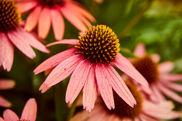 Jeżówka,Echinacea Moench,kwiat,roślina ozdobna,ogród
