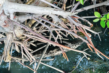 Nature Conservation Center and Mangrove Conservation Center the longest in Thailand at Samet district, Chonburi Province.