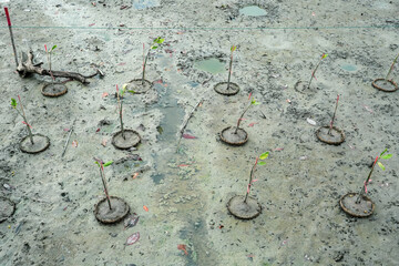 nursery mangrove forest in Mangrove Forest Conserve and Natural Study Center, Thailand.
