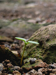 plant growing in the ground
