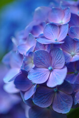 Close up a beautiful blue hydrangea flower in full bloom during springtime