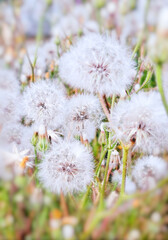 dandelions in the grass.
close-up of fluffy dandelions on the meadow. blurred background