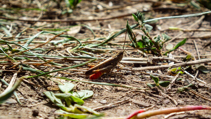 Brown grasshopper with vibrant orange wings on the ground.