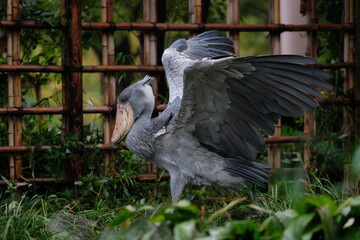 Shoebill (Balaeniceps rex) flapping wings in zoo enclosure