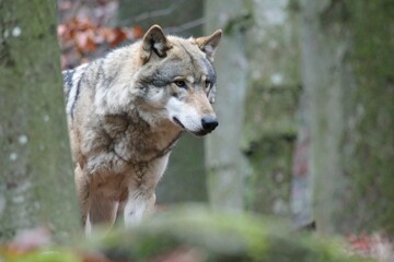 Naklejka premium gray wolf canis lupus