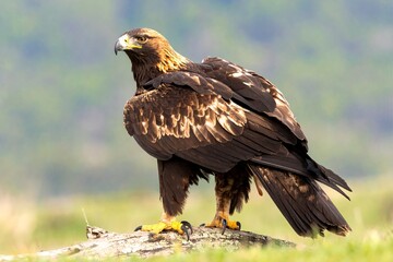 Fototapeta premium eagle in flight