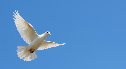 White Dove in Flight Against a Bright Blue Sky, Symbol of Peace