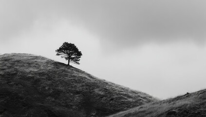 Solitary tree silhouetted against a muted, overcast sky atop a gently sloping hill, rendered in monochrome