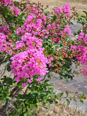 夏の彩り、百日紅の花