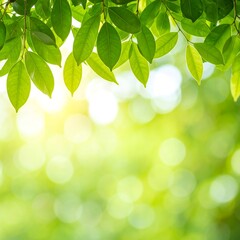 Fototapeta premium Fresh green leaves with sunlight