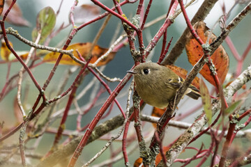 Small bird perched on branches in a tranquil autumn setting among colorful leaves