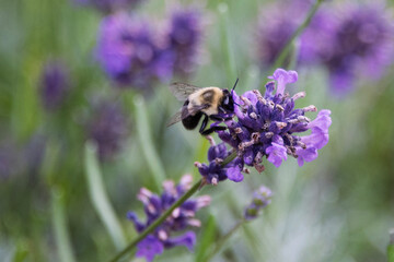 Bee pollinates lavender flowers in a lush garden during a sunny afternoon in summer