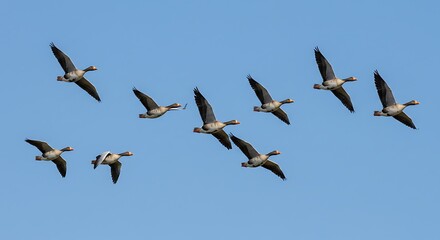 Fototapeta premium Flock of Geese Flying in Formation Against a Bright Blue Sky