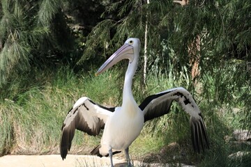 Australian Pelican with Wings Stretched Out