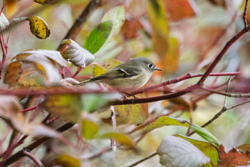 Small bird perched on colorful branches during early morning in a serene autumn landscape