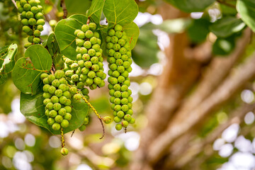 Sea Grape (Coccoloba uvifera) Growing in Florida’s Tropical Environment