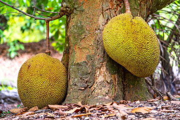 Jackfruit Growing on Tree Trunk in Tropical Fruit Garden