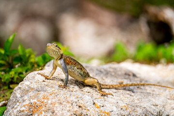 Female Rainbow Agama Lizard (Agama agama) Sitting on Rocks in Florida