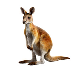 Australian kangaroo standing upright: a captivating view of an Australian kangaroo in a vibrant photo, set against a clean backdrop, showcasing its distinctive features and muscular physique.