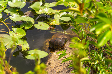 Yellow-bellied Slider Turtle Resting by Water, Everglades National Park