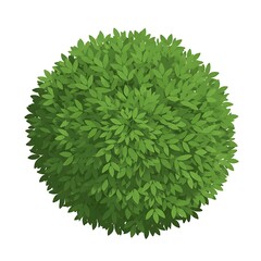 Top View of Green Bush or Tree Foliage Isolated on White