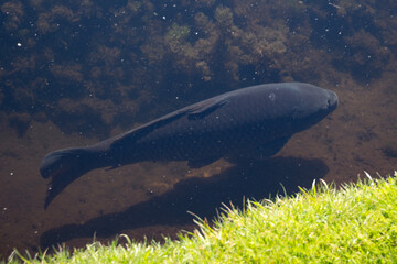 Large fish swimming underwater near the shore in a clear lake surrounded by grass