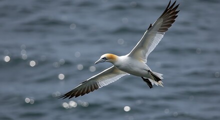 Obraz premium Majestic Gannet Soaring Above the Sparkling Ocean with Wings Extended