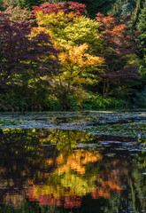 Vibrant autumn colors reflect on tranquil water in a serene natural setting