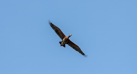 Obraz premium Bird in Flight against a Clear Blue Sky Shows Freedom and Nature