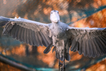 Shoebill (Balaeniceps rex) flying with autumn foliage background in zoo enclosure
