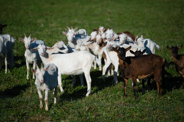 Group of playful goats grazing in a sunlit meadow, showcasing their unique colors and lively personalities in the warmth of a summer afternoon