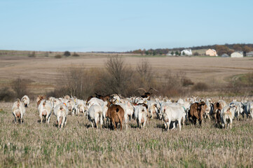 Herd of grazing cattle roaming freely across the expansive fields under a clear blue sky in the...