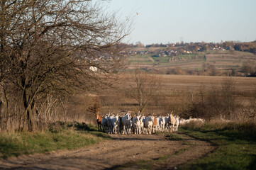 In a serene countryside, a herd of goats calmly navigates a rustic dirt path lined with trees, all...