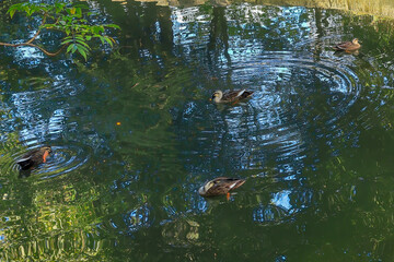 都心散歩　雨上がりの浜離宮