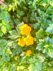 Buttercup Blooms