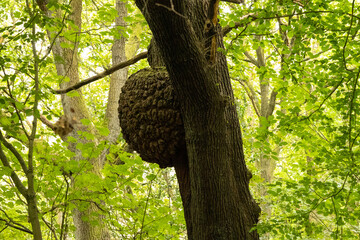 Close-up of a large, textured tree burl attached to a tall forest tree surrounded by green foliage