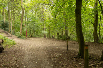 Open woodland clearing with a dirt walking path surrounded by tall green trees