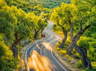 Olive Grove with Old Tractor at Evening Road