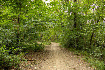 Fototapeta premium Dirt pathway winding through a dense forest filled with vibrant green foliage