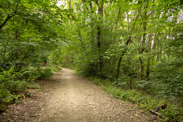 Fototapeta premium Dirt pathway winding through a dense forest filled with vibrant green foliage