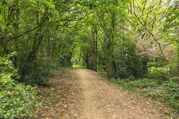 Dirt path winding through a lush green woodland, creating a calm and scenic nature view