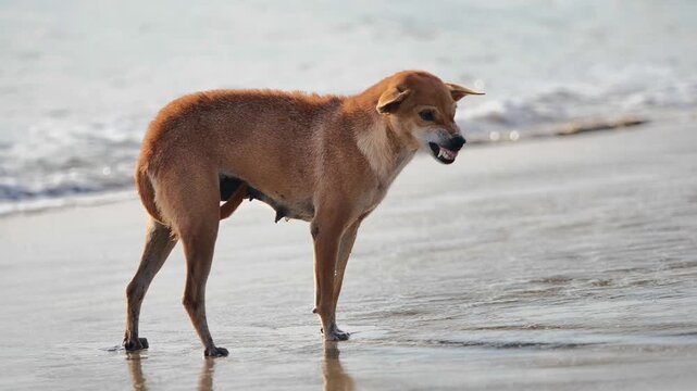 A stray dog stands on wet beach sand and snarls defensively toward the camera near the shoreline.