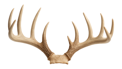White-tailed deer antler with multiple tines and a rough, textured surface