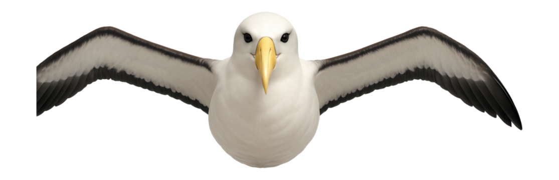 Albatross with large wingspan and predominantly white body with black wingtips